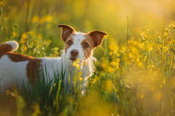 Jack Russell Maltese Mix Guide
