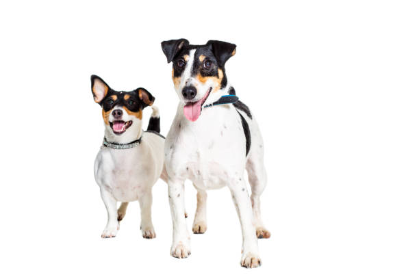 Short-legged Jack Russell vs Long-legged: Which is Cutest?