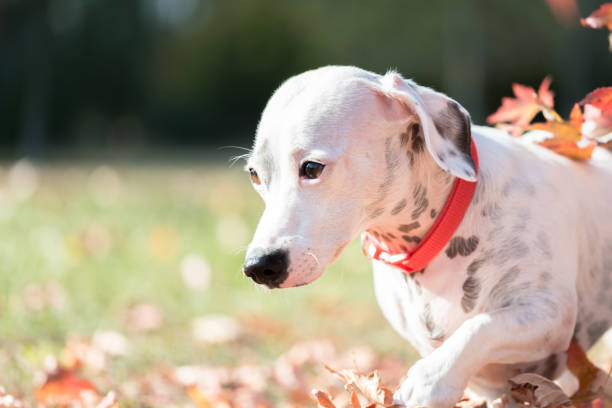 Dealing with Fleas and Ticks in Your Whippet Jack Russell Mix