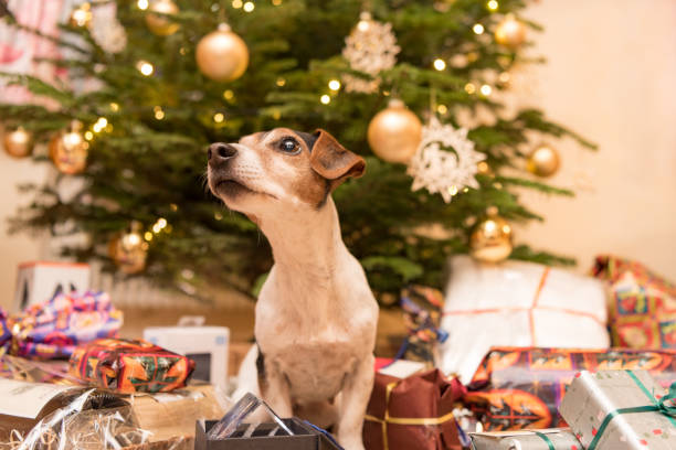 10 Best Gifts for Dog Lovers: Ideas to Spoil Your Furry Friends