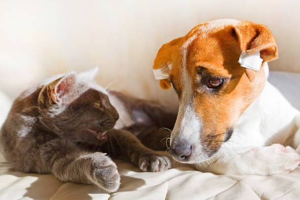 Can Jack Russell Terriers and Cats Live Together?