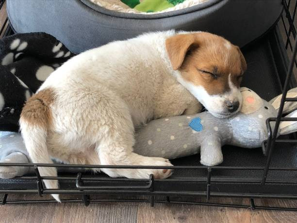 Top 9 Best Dog Toys for Jack Russell Terriers