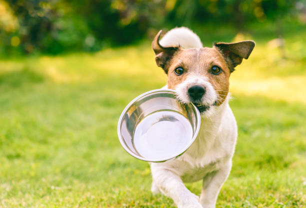 Best Dog Food for Jack Russell Terriers: Top Brands and Ingredients