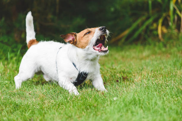 How to Manage Jack Russell Terrier Barking