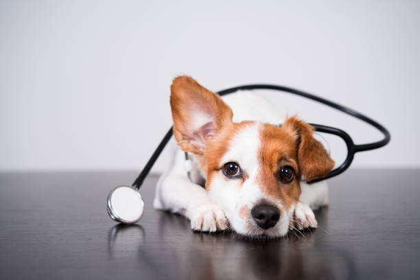 10 Common Jack Russell Terrier Health Issues You Should Know About