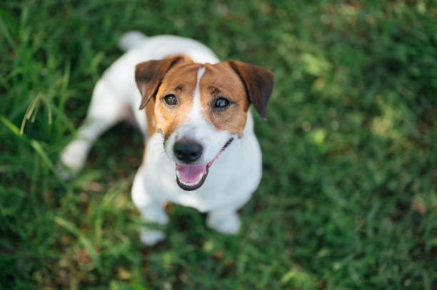 How Long Do Jack Russell Terriers Live?