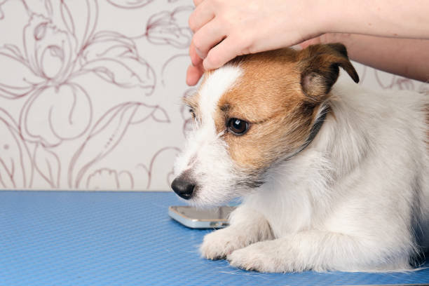 Flea and Tick Prevention for Whippet Jack Russell Mixes