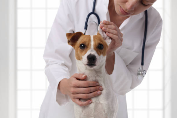 Ear Care for Whippet Jack Russell Mixes