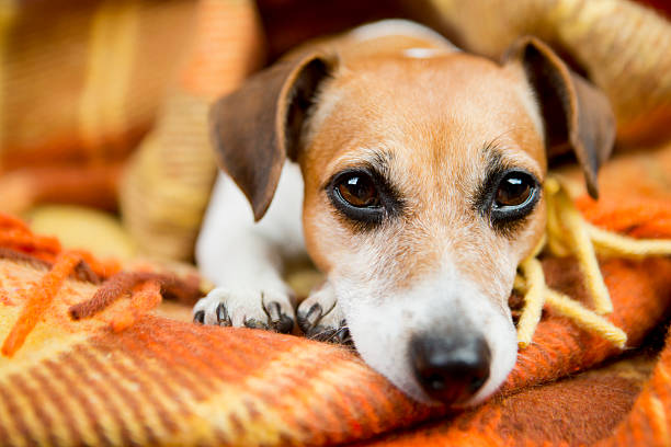 Keeping Your Jack Russell Terrier Warm in Cold Weather