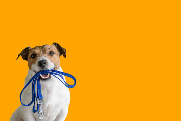 Finding a Dog-Sitter: Tips and Advice for Pet Owners