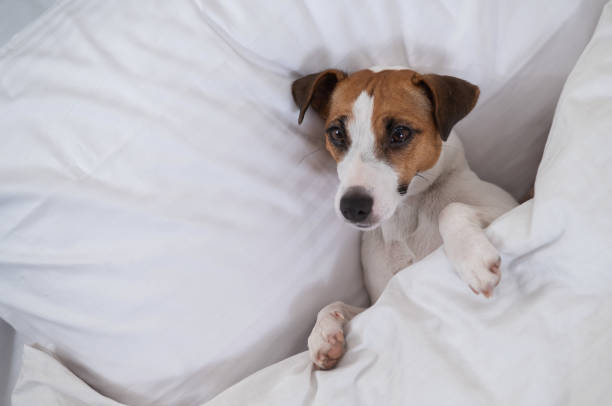 Jack Russell Terrier Sleeping in Bed: Benefits & Side Effects