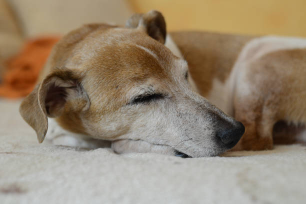 Jack Russell Old Age Problems: How to Take Care of Them