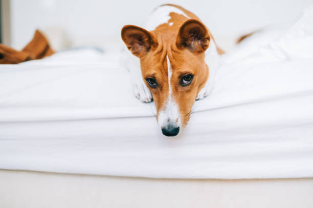 7 Signs Your Jack Russell Terrier Is Stressed
