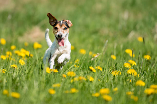 How Much Exercise Does A Jack Russell Terrier Need?