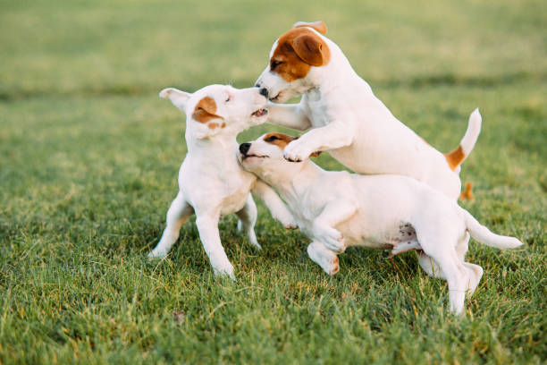 Weaning Jack Russell Terrier Puppies: Tips and Timing