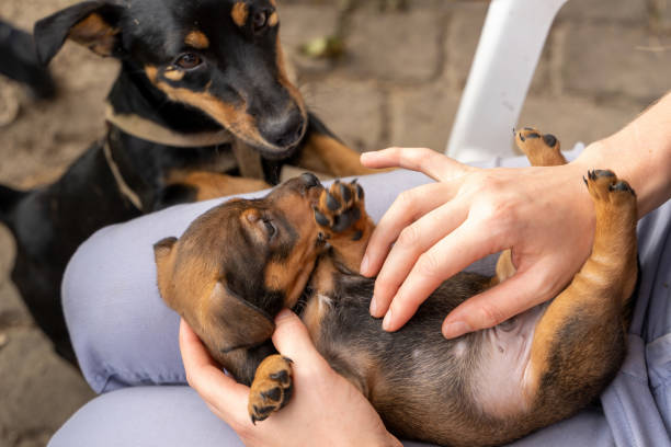 Caring for Jack Russell Terrier Puppies: Birth to Weaning