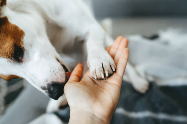 Signs Your Jack Russell Terrier is Attached To You