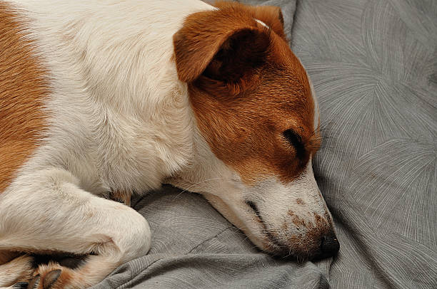 Coping with the Loss of a Jack Russell Terrier
