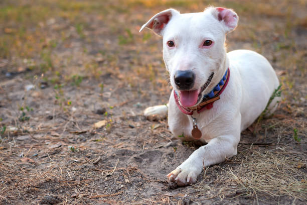 DIY Grooming for Whippet Jack Russell Mixes