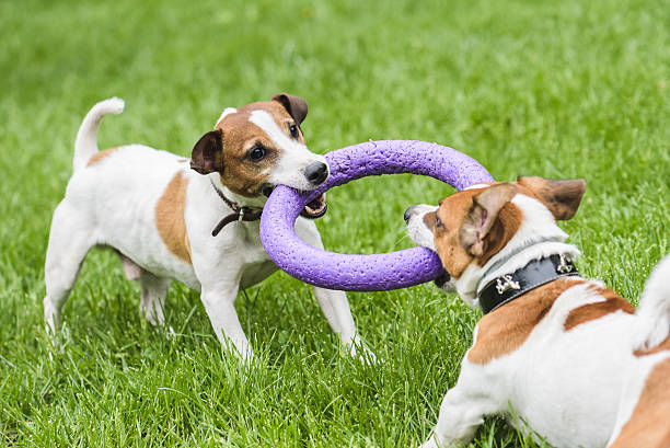 Perfect Tug Toys for Your Jack Russell: A Guide to Keep Your Pup Engaged and Happy