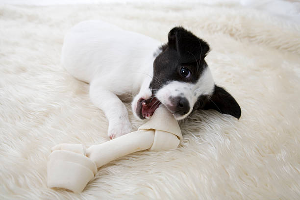 Long-Lasting Jack Russell Chews