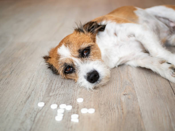 Indigestion in Dogs