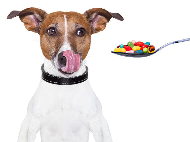 Essential Vitamins and Minerals for Jack Russell Terriers
