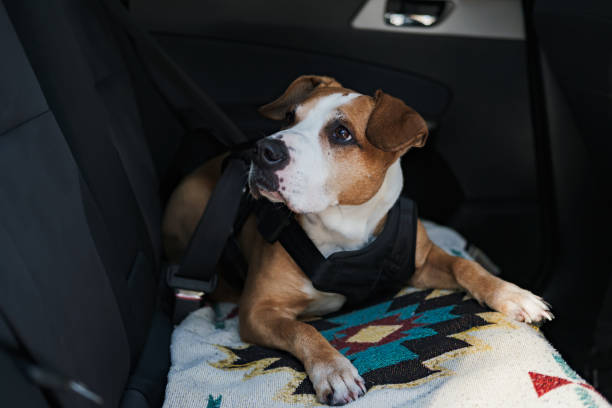 Car seats for Jack Russell Terrier