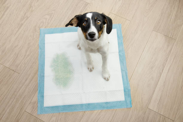 Convenient Training Pads for Jack Russell Terriers