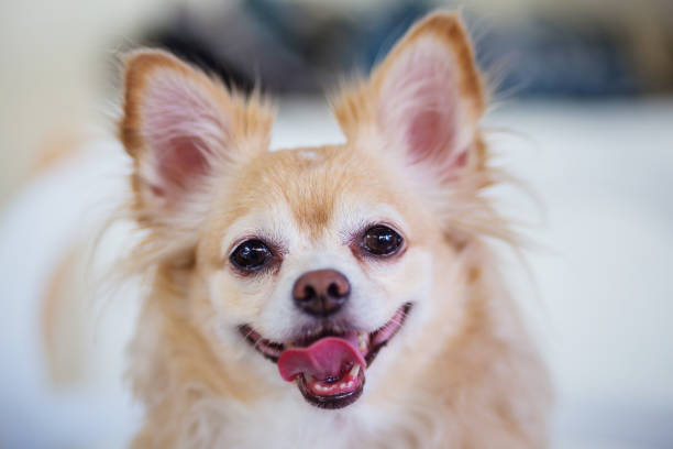 Jack Russell Chihuahua Mixes