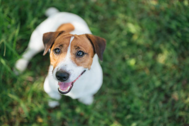 Jack Russell Terrier Bark a Lot