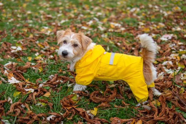 Protect Your Jack Russell Terrier With Waterproof Raincoats My