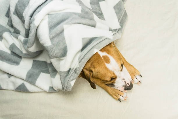 Jack Russell Sleeping Habits: Understanding Your Furry Friend’s Restful Routines
