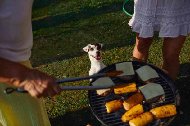 Is the Jack Russell Terrier a Good Family Dog?