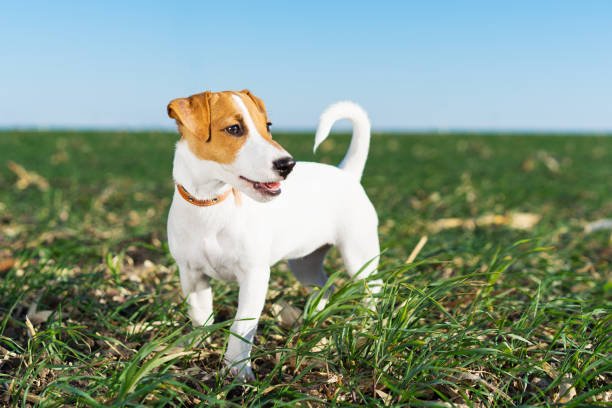 Jack Russell Beagle Mixes: A Perfect Blend of Two Energetic Breeds