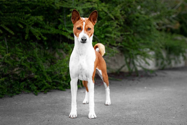 Caring for Jack Russell Beagle Mixes