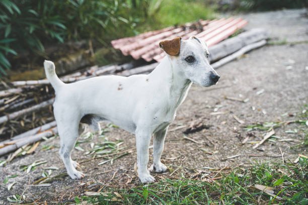 Jack Russell Whippet Mix
