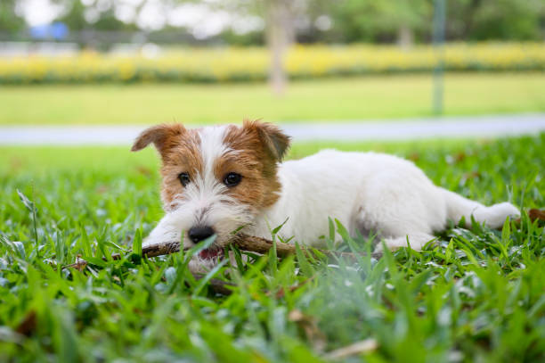 Jack Russell Teething And Biting Guide | My Jack Russell Terrier